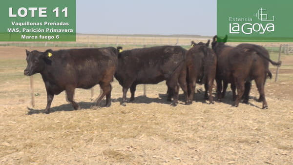 Lote VAQUILLONAS PREÑADAS MAS PARICIÓN PRIMAVERA