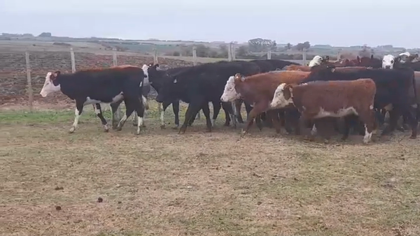 Lote (Vendido)27 Terneras HEREFORD/ ANGUS 175kg -  en PASO SENA