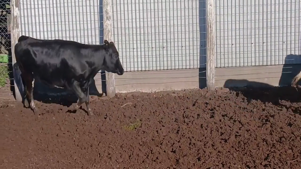 Lote 32 Terneras Holando Argentino en Sunchales, Santa Fe