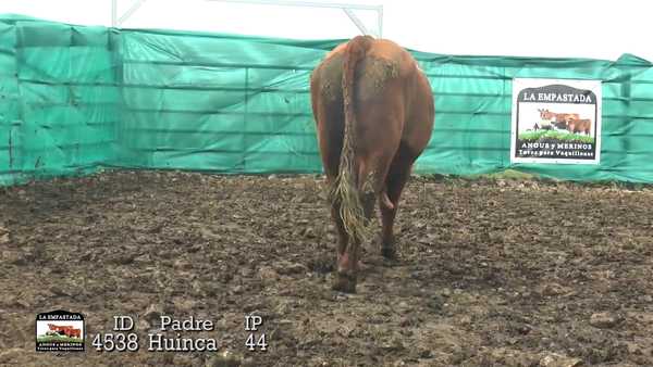 Lote 3 Toros, Durazno