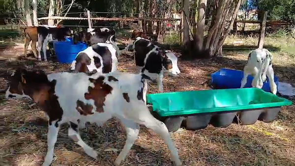 Lote 14 Terneros, San José