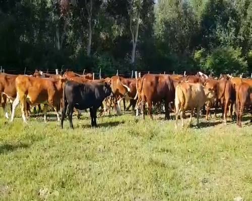 Lote 47 Novillitos en Esquina, Corrientes