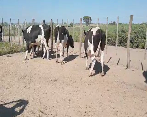 Lote Mauricio Minetti