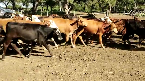 Lote 66 Terneros/as en Quimilí, Santiago del Estero