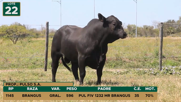 Lote TOROS LOTE 22