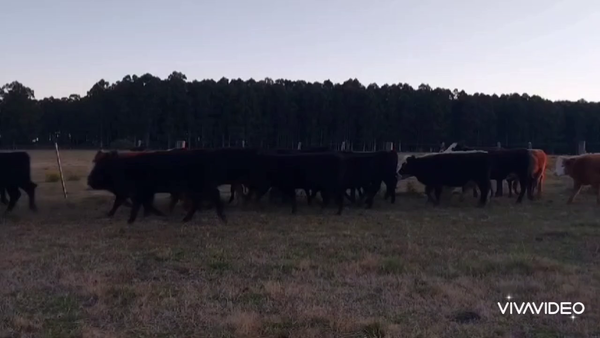 Lote 30 Terneras en Concordia, Entre Ríos