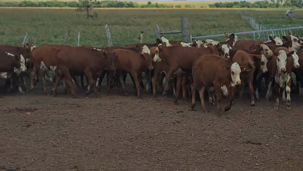 Lote 74 Terneros