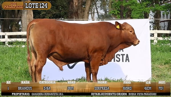 Lote LOTE 124