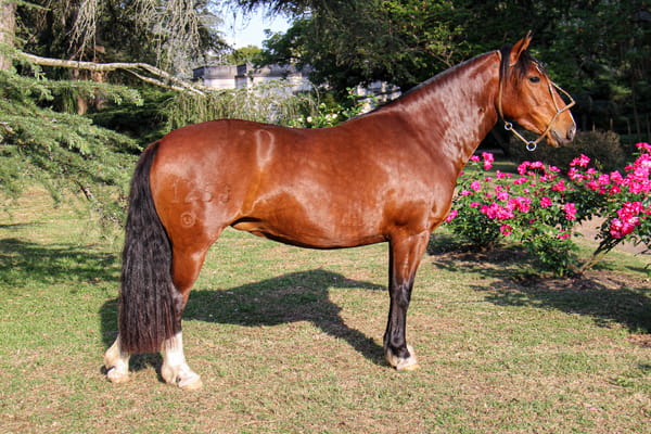 Lote RP 1258 - QUELEN SARGENTA