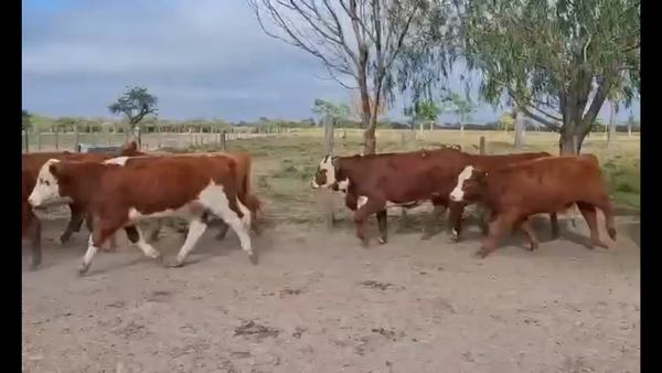 Lote 115 Terneras en Corrientes, Curuzú-Cuatiá