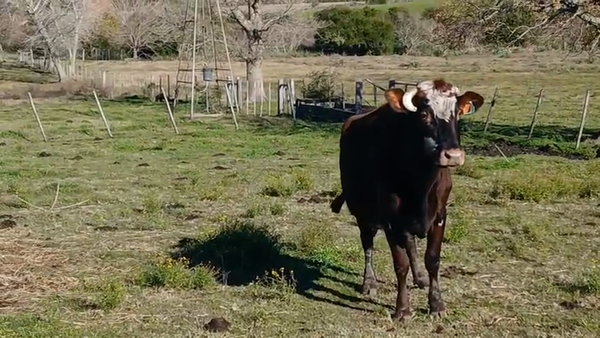 Lote VACAS INVERNADA