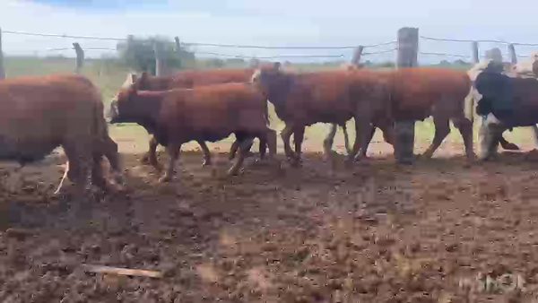 Lote 20 Terneros/as en Corrientes, Mercedes