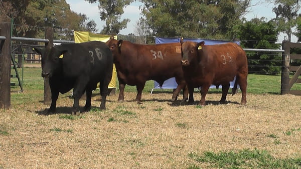 Lote TOROS ANGUS PURO CONTROLADO