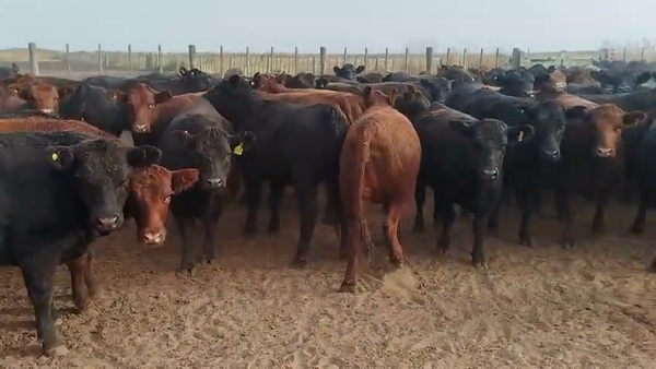Lote 236 Vaquillonas en Villa Valeria, Córdoba