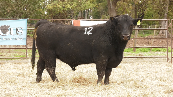 Lote TOROS ANGUS NEGROS  PC