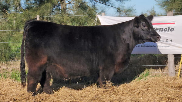 Lote HEMBRAS