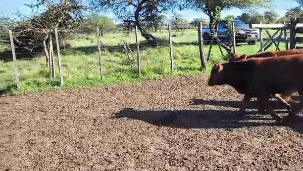 Lote 50 Terneros en Corrientes, Sauce