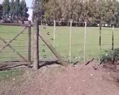 Lote 39 Vaquillonas en Tapalqué, Buenos Aires