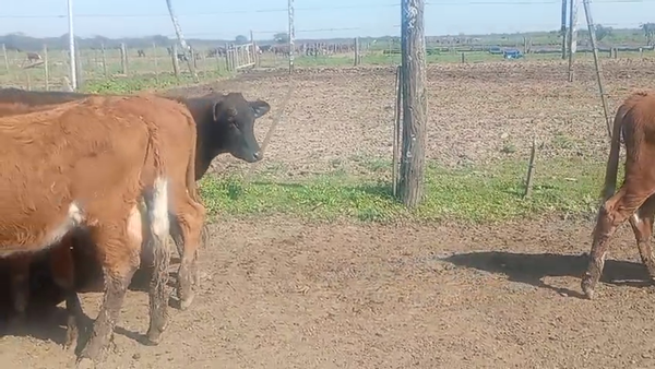 Lote 70 Terneras