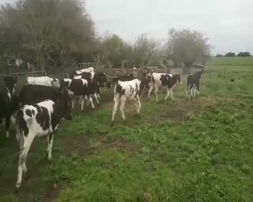Lote 20 Terneras HOLANDO 150kg - , San José