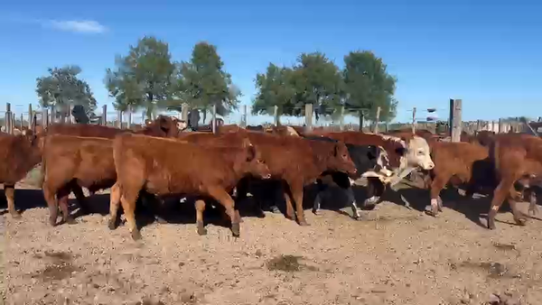Lote 65 Terneros