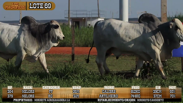 Lote LOTE 69