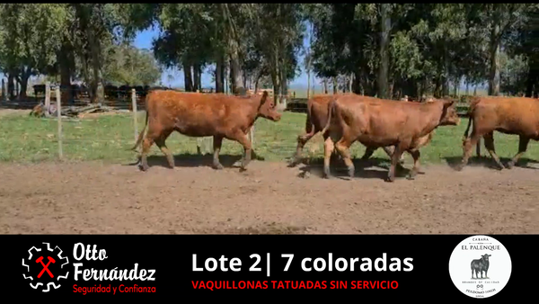 Lote LOTE 2 VAQUILLONAS COLORADAS