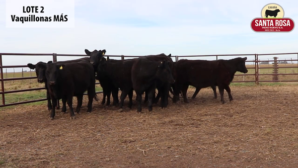 Lote VAQUILLONAS PREÑADAS