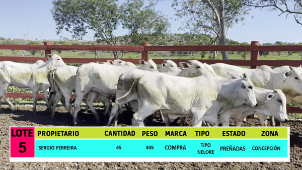 Lote LOTE 5 - 45 VAQUILLAS PREÑADAS CBO 0