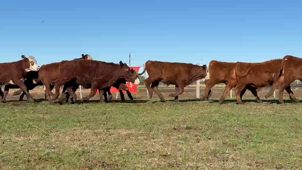 Lote 150 Novillitos en Entre Ríos, San Jaime