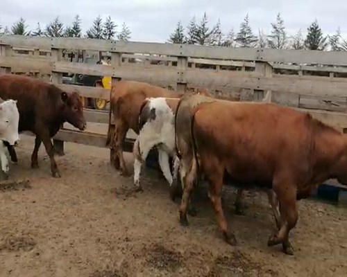 Lote 61 Novillo Engorda en Los Ángeles, VIII Región Biobío