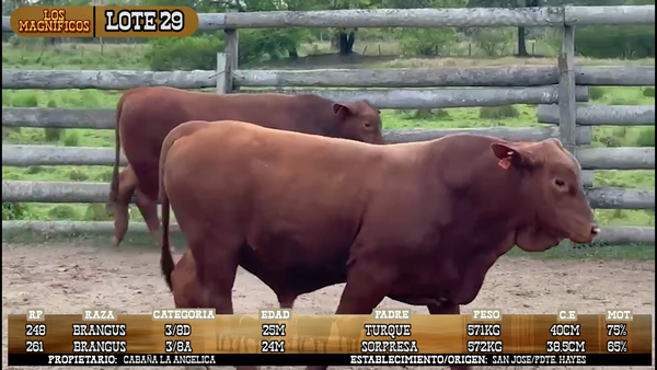 Lote LOTE 29