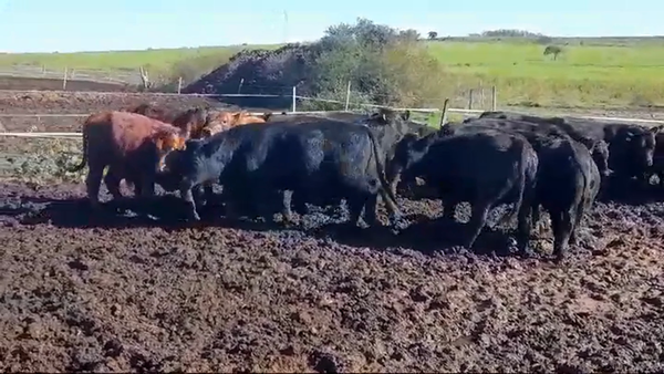 Lote 20 Terneros LIMANGUS 285kg -  en MARTIN CHICO