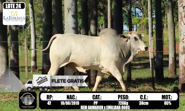 Lote LOTE 24 -RP FIV 47