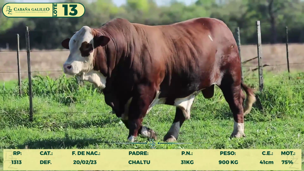 Lote LOTE 13