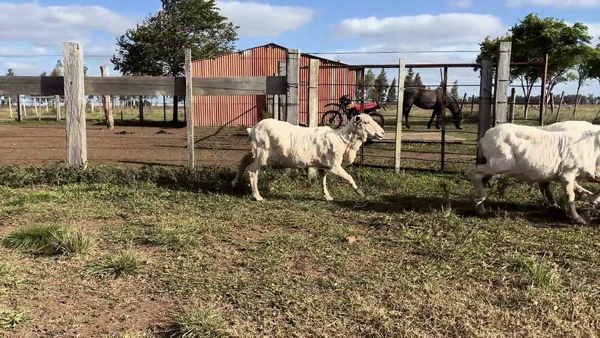 Lote OVEJAS