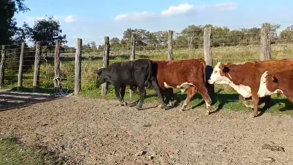 Lote 150 Terneros