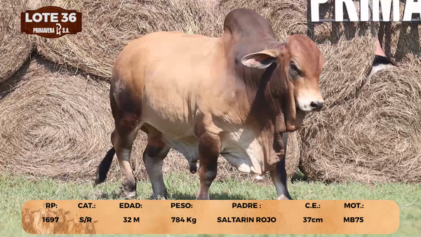 Lote LOTE 36