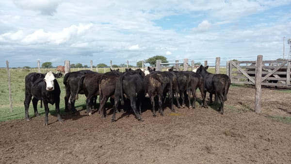 Lote SAENZ VALIENTE, BULLRICH Y Cia. S.A.