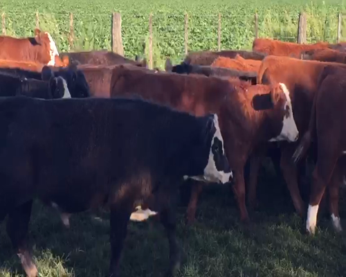 Lote 62 Terneros/as en Bragado, Buenos Aires