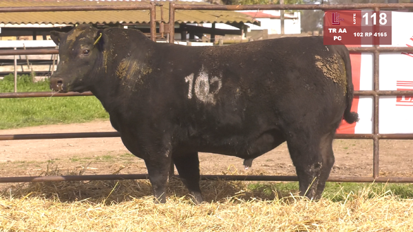 Lote TOROS ANGUS NEGROS  PC
