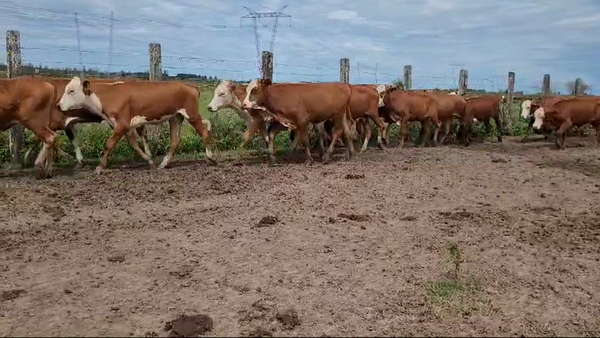 Lote 87 Novillitos