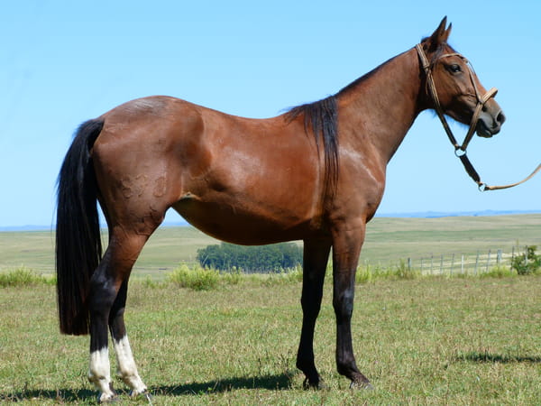 Lote Rastreadora Salpay