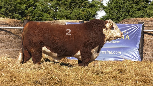 Lote TOROS P. HEREFORD PURO REGISTRADO