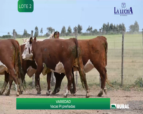 Lote VACAS PREÑADAS