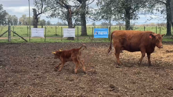 Lote 5 Vacas PC C/ cria