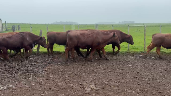 Lote 44 Novillos 377kg -  en Guaviyu - Km 105 - Ruta 27 - 13 km al Norte por camino vecinal