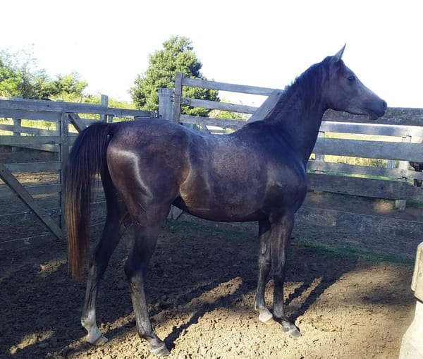 Lote 122 - Fadar Cingú