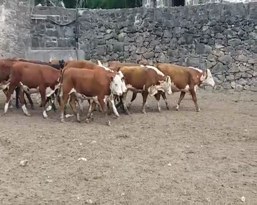 Lote (Vendido)24 Terneros HE 270kg -  en LA HORQUETA