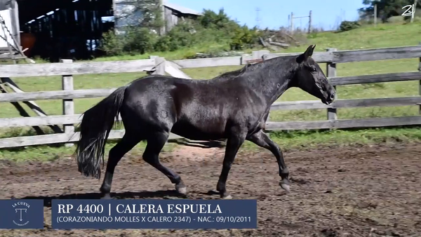 Lote Yegua de andar